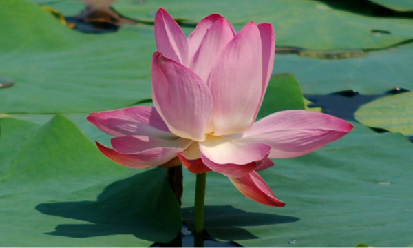 fleur de lotus signification