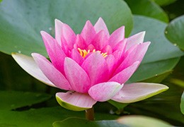 Fleur de lotus : signification